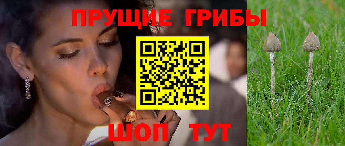 Псилоцибиновые грибы Cubensis Челябинск